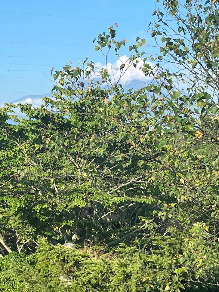 富士マリオットホテル山中湖　風景